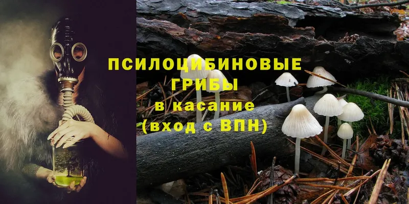 Галлюциногенные грибы Magic Shrooms  наркота  Петропавловск-Камчатский 